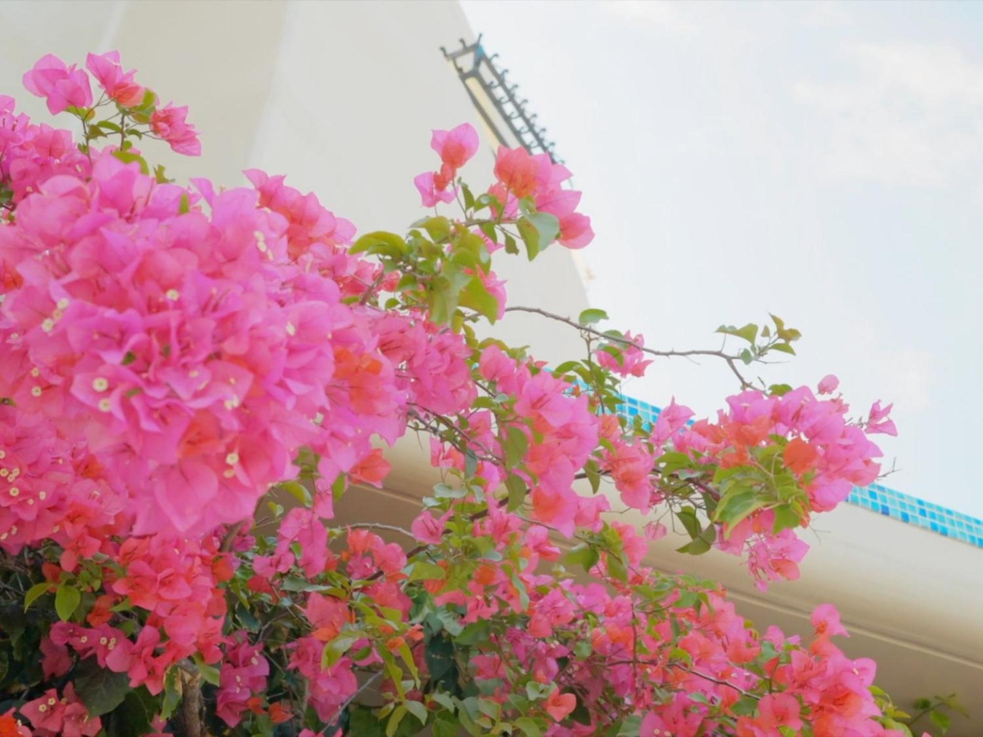 Yuki Suite Kourijima 今归仁 外观 照片